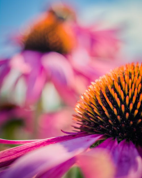 花瓣花的微距摄影 · 免费素材图片