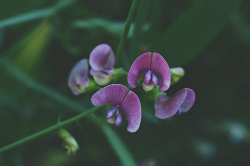 紫蛾兰花的倾斜移位摄影 · 免费素材图片