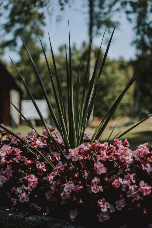粉红花丛的浅焦点摄影 · 免费素材图片