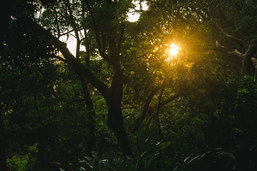 绿色森林树 · 免费素材图片