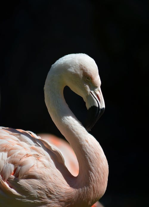 粉红火烈鸟的浅焦点摄影 · 免费素材图片