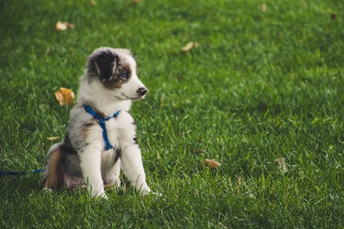 坐在草地上的白色和灰色的澳大利亚牧羊犬幼犬 · 免费素材图片