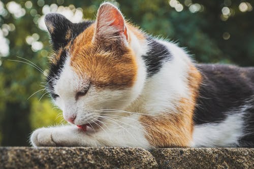 印花布猫舔爪子 · 免费素材图片