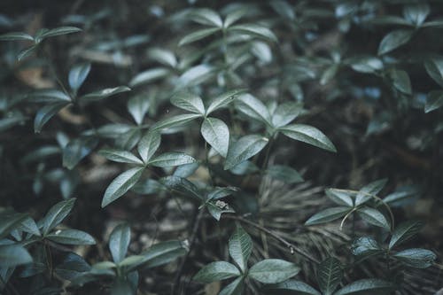 绿叶植物 · 免费素材图片