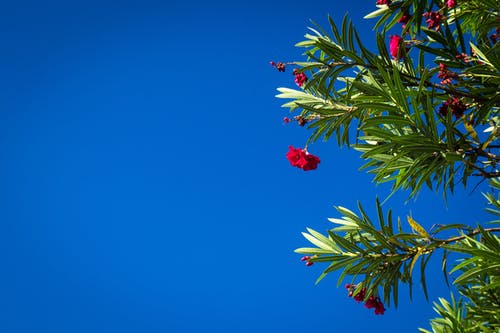 红色花朵 · 免费素材图片