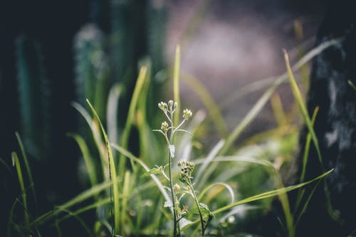 白花浅焦点摄影 · 免费素材图片