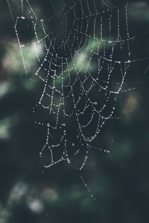 Spiderweb的特写照片 · 免费素材图片