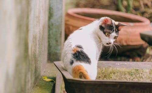 短毛猫 · 免费素材图片