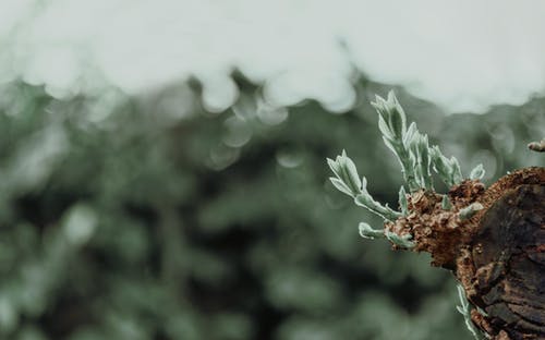 植物生长的浅景深摄影 · 免费素材图片