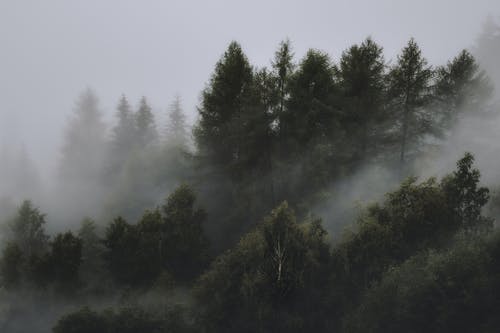 雾林照片 · 免费素材图片