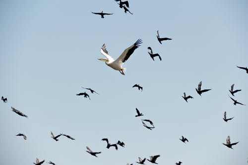 鹈鹕snd海鸥飞 · 免费素材图片