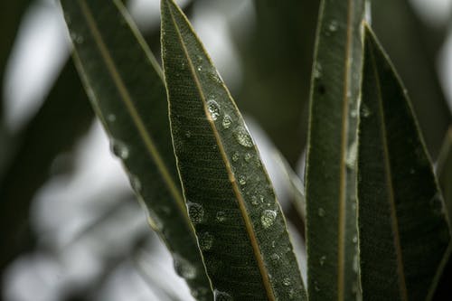 露水的绿叶植物的选择性聚焦摄影 · 免费素材图片