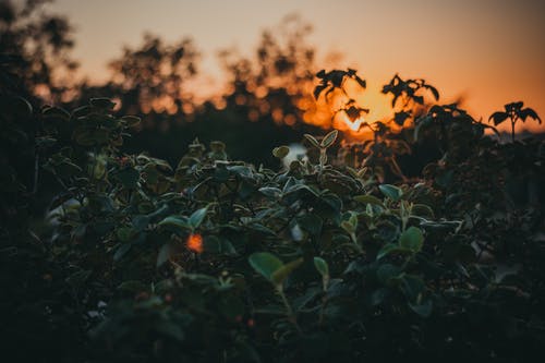 绿叶植物 · 免费素材图片