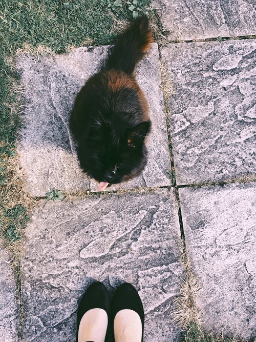 黑和棕猫坐在女人附近的地面上 · 免费素材图片