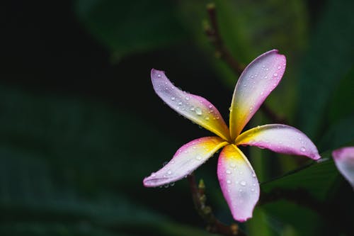 紫色的小花与水滴 · 免费素材图片