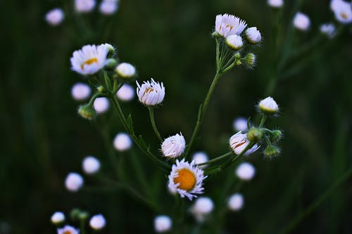 白色花瓣的浅焦点摄影 · 免费素材图片