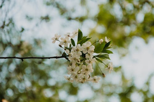 白色花瓣花朵的选择性聚焦摄影 · 免费素材图片