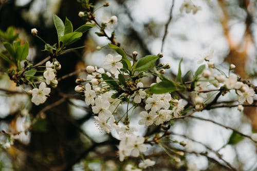 白色花瓣花 · 免费素材图片