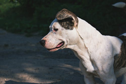 灰色混凝土表面上的中短毛白色和斑点狗 · 免费素材图片