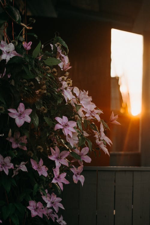 粉红色的花瓣花 · 免费素材图片