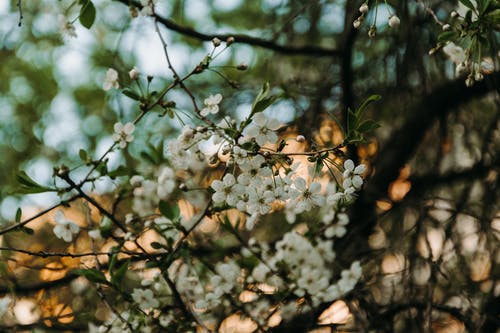 白花的选择性聚焦摄影 · 免费素材图片