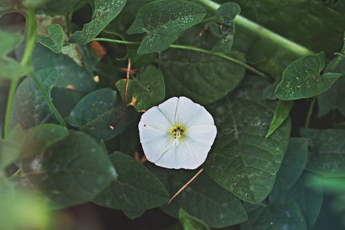 白色花瓣花 · 免费素材图片