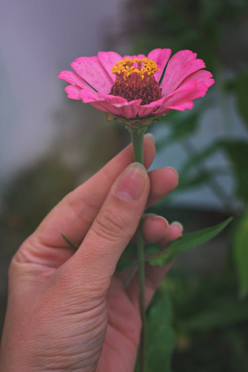 人拿着粉红色的花瓣花 · 免费素材图片