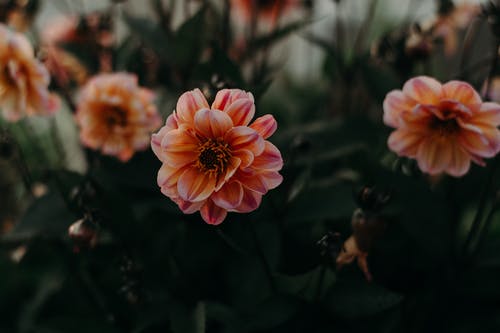 盛开的橙色花瓣花 · 免费素材图片
