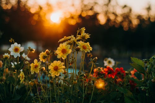 黄金时段的鲜花 · 免费素材图片