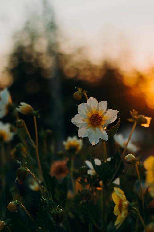 白色花瓣花 · 免费素材图片