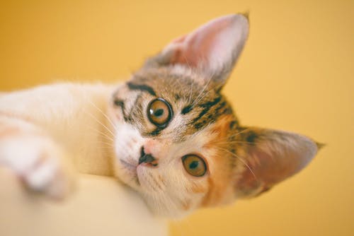 短毛白色，黑色和橙色猫的焦点照片 · 免费素材图片