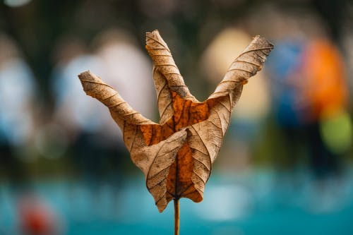 干叶的特写摄影 · 免费素材图片