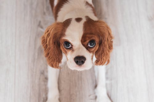 白色和红色骑士国王查尔斯猎犬狗特写照片 · 免费素材图片