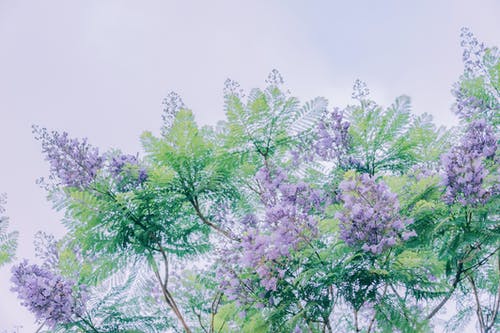 紫色绉桃金娘树的画 · 免费素材图片