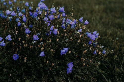 紫色的花的特写摄影 · 免费素材图片