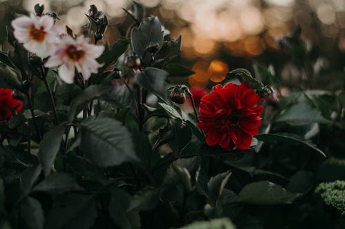 盛开的花朵的选择性和散景摄影 · 免费素材图片