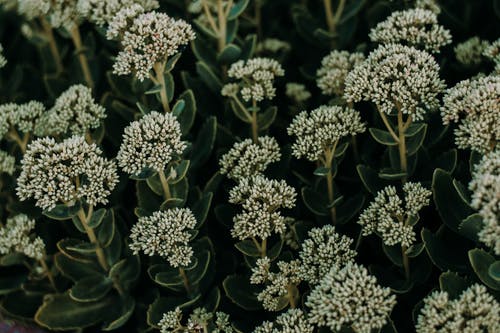 白花蕾的选择性聚焦摄影 · 免费素材图片
