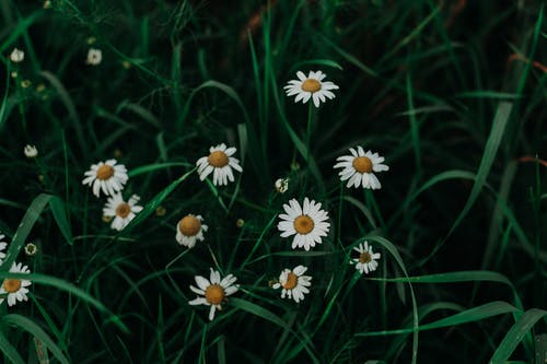白色雏菊的浅焦点照片 · 免费素材图片