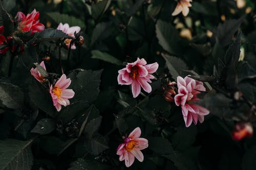 粉色大丽花花的特写照片 · 免费素材图片