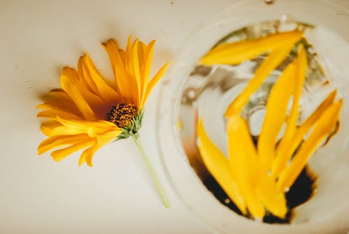 黄色的新加坡雏菊花的特写照片 · 免费素材图片