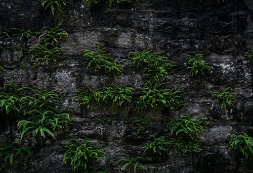 绿色植物 · 免费素材图片