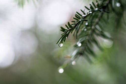 露水植物的选择性聚焦摄影 · 免费素材图片