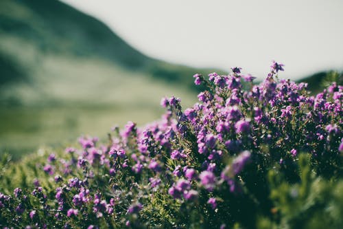 紫色的花 · 免费素材图片