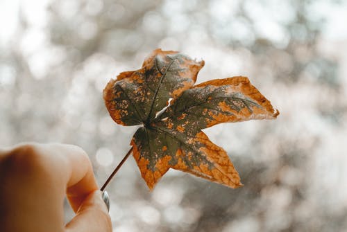 拿着秋天的叶子的人的特写摄影 · 免费素材图片