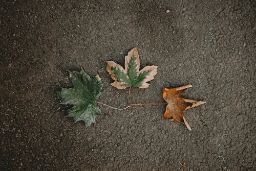 黑色混凝土表面上的绿叶 · 免费素材图片