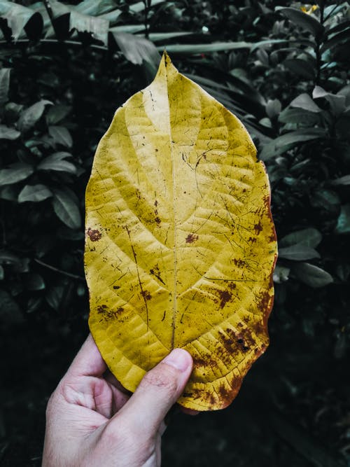 持有黄叶的人 · 免费素材图片