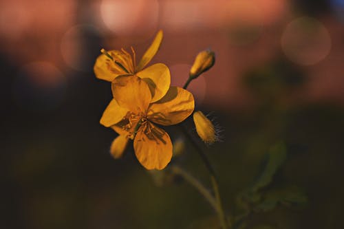 黄色的月见草特写摄影 · 免费素材图片