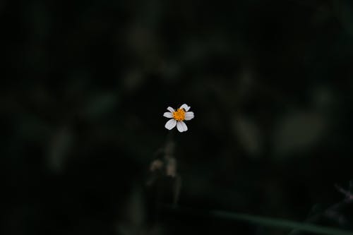 白色雏菊的照片 · 免费素材图片