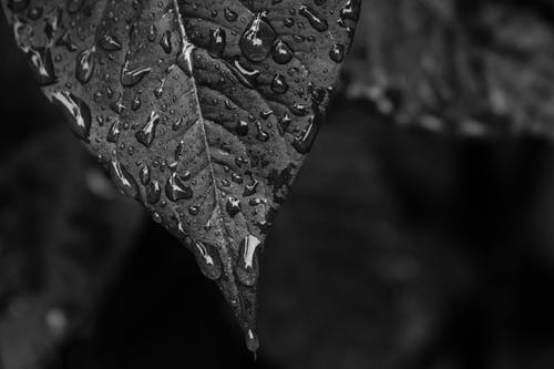 湿叶的灰度照片 · 免费素材图片