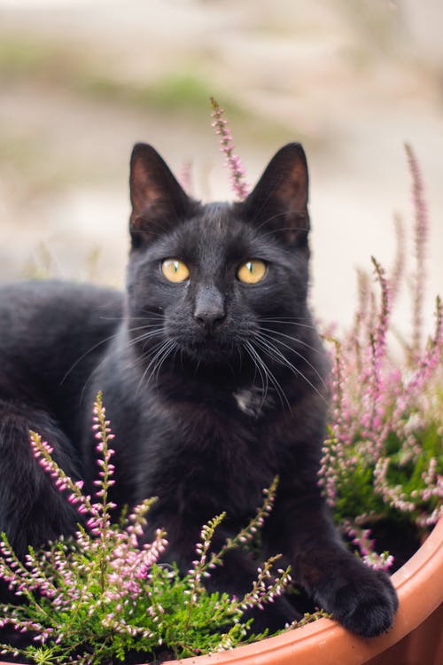 黑猫在花盆上 · 免费素材图片